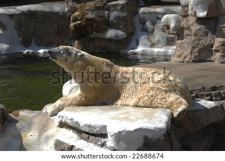 polar bear at zoo