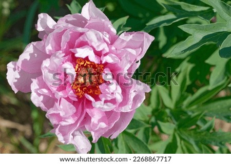 Paeonia 'First Arrivel' is an Itoh-hybrid-peony with pink flowers