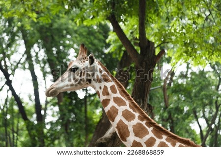 The close-up look of a cute giraffe face