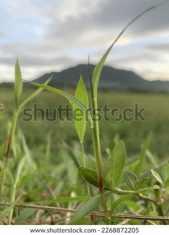 photograph of leaves in the rice fields