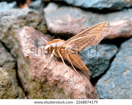 Close up photo of Theretra Silhetensis, the brown-banded hunter hawkmoth on a rock