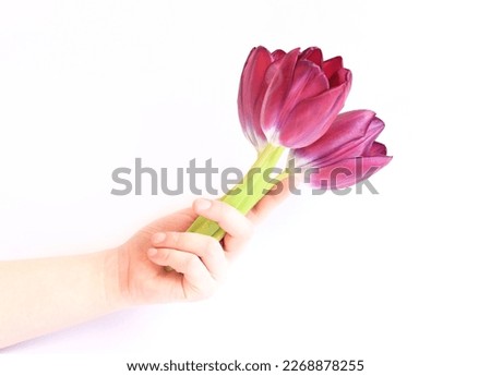 Woman's hand with a bouquet of tulips. A presented spring bouquet on a white background. Photo to create cards or banners for Valentine's Day, Mother's Day or Women's Day.