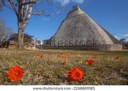 Uxmal pyramid of the Magician and  Kou Corida orange flowers on the ground, Yucatan, Mexico