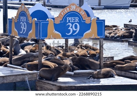 Pier 39 in San Francisco plenty of seawolfs Royalty-Free Stock Photo #2268890215