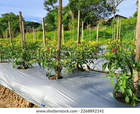 Field of hot chili pepper. chilli pepper plants in growth at vegetable garden