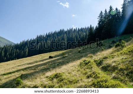 Explore nature in Carpathian Mountains. Enjoying breathtaking views.