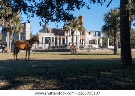 Cumberland Island National Seashore managed by National Park Service. Cumberland Island horse, a band of feral horses at Dungeness Mansion ruins once owned by Carnegie Family, ruined by fire. Royalty-Free Stock Photo #2268905107