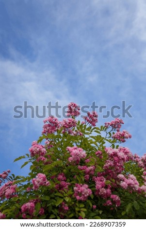 Beautiful flowering bush with pink french gallic rose or damascus rosa shrub in blossom, blue cloudy sky background, vertical shot