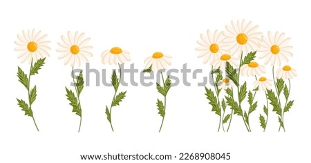 Chamomile flowers set. Floral plants with white petals. Botanical vector illustration isolated on white background.