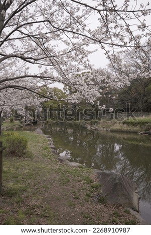 sakura in spring time japan