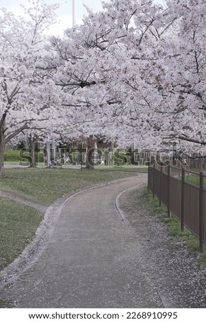 sakura in spring time japan