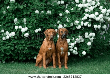 Rhodesian Ridgeback dogs sitting near flower trea in spring\summer vibe Royalty-Free Stock Photo #2268912837