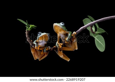 Tree frog on branch, Gliding frog (Rhacophorus reinwardtii) sitting on branch, Javan tree frog on green leaf, Indonesian tree frog