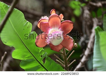 Flower of Couroupita guianensis, known by a variety of common names including cannonball tree, is a deciduous tree in the flowering plant family Lecythidaceae.