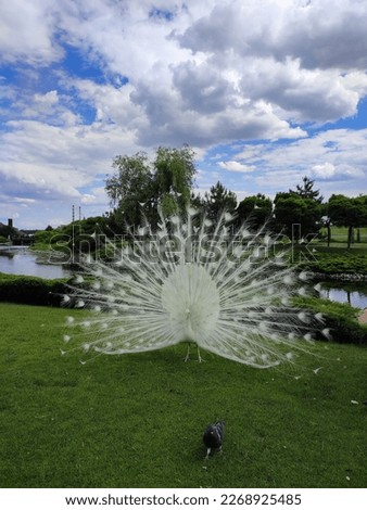 A beautiful white peacock that stands on green grass. It unfolds its magnificent tail, which consists of many feathers, which creates a stunning picture. Tree trunks are visible, which serve as a back