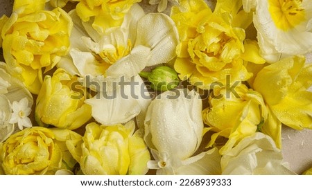 Spring flower background with yellow and white tulips. The concept of Easter and spring holidays. Happy Birthday. Spring is Easter.