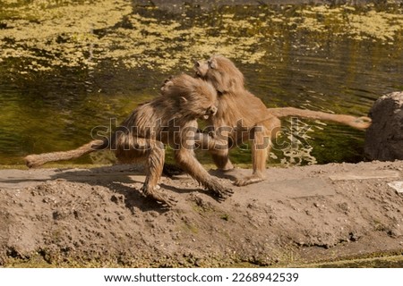 Two Hamadryas baboons are fighting