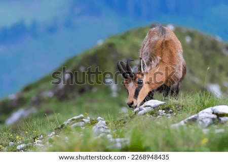 Chamois or Rupicapra rupicapra, a majestic species of wild goat from the Alps, grazing in its natural alpine habitat. Beautiful portrait of a hairy horned Carpathian mountain goat, blurred background.