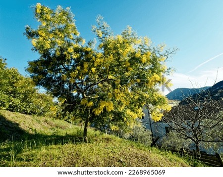 Big mimosa's tree blooming, A big mimosa's tree in a public garden in France Royalty-Free Stock Photo #2268965069