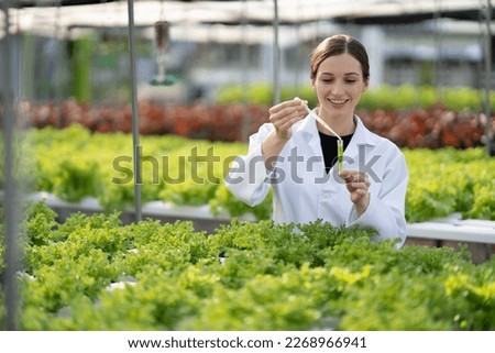 Female scientist examining a plants in greenhouse farm. scientists holding equipment for research plant in organic farm. Quality control for hydroponics vegetable farm. Royalty-Free Stock Photo #2268966941