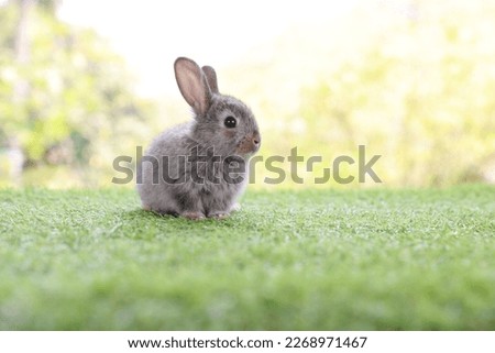 healthy Lovely bunny easter fluffy brown rabbits, cute baby rabbit on green garden nature background. The Easter brown hares. Close - up of a rabbit. Symbol of easter festival animal.