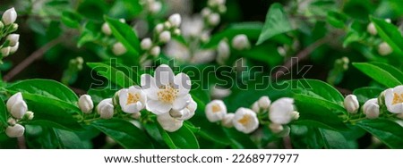 Jasmine in the garden. Panorama of white jasmine flowers on a background of green leaves. Beautiful natural background. Shallow depth of field.