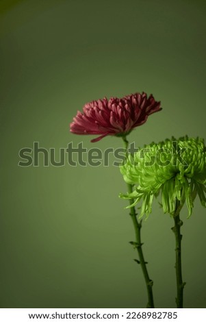 Floral composition in a still life with a flat background