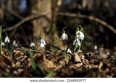 Spring  snowflakes in bloom with foliage on the ground seen up close