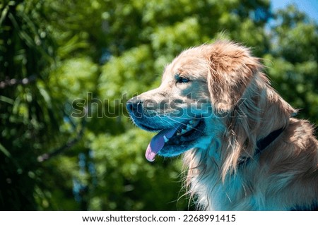 Portrait of a Golden Retriever dog, Canis lupus familiaris, in the field