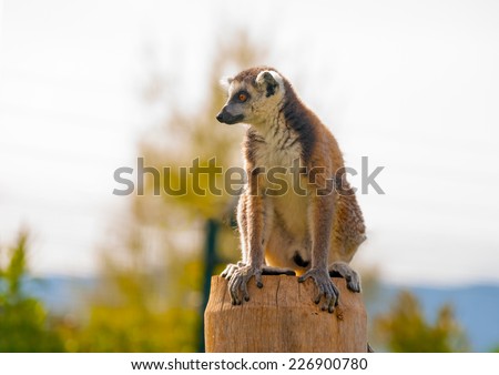 funny lemur sitting on a tree
