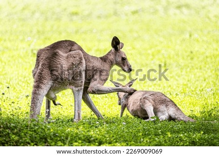 the king kangaroo in Australia