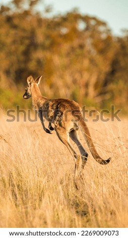 the king kangaroo in Australia