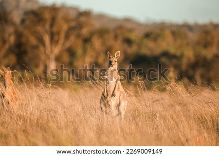 the king kangaroo in Australia
