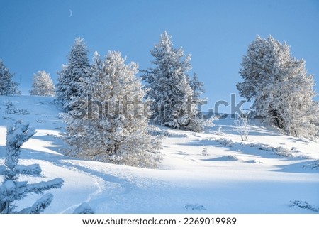 Winter fir and pine forest covered with snow after heavy snowfall on a sunny frosty day in the mountains. Clear blue sky. No people.