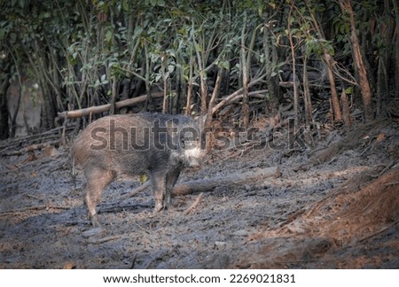 Wild Boar in Sundarbans.this photo was taken from Sundarbans National Park,Bangladesh.