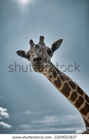 Giraffe in the wild, Africa, Kenya, Masai Mara
