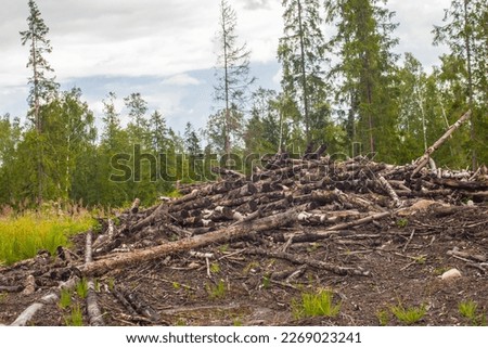 Economic mismanagement. Logging residues (felling waste) are thrown at the site of the former timber exchange. Unattended rotting wood Royalty-Free Stock Photo #2269023241