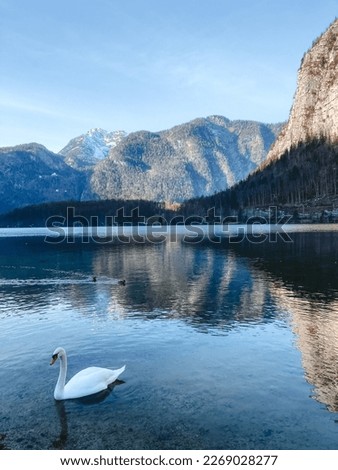 pictures depicting mountain lake with a swan