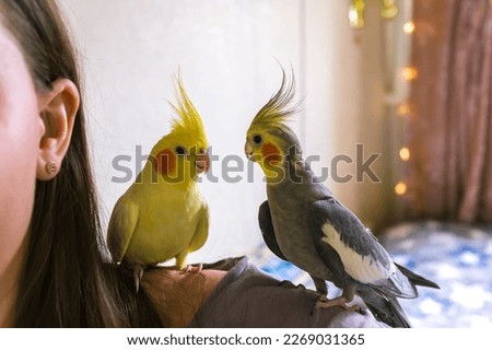 #UniqueSSelf Parrots sit on the shoulder.Pets. Cockatiel parrots.Funny parrots.Cockatiel pets.Bird with a crest.Cute animal.Funny bird.Cockatiel.Parrots are playing.
Caring for pets.Birds.Animals. Royalty-Free Stock Photo #2269031365