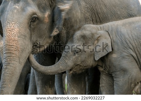 asian baby elephant not African elephant stand run and fun under mother leg to play. Elephant wildlife animal lovely cute and clever. tourist traveling and visit pachyderm family village park. Royalty-Free Stock Photo #2269032227