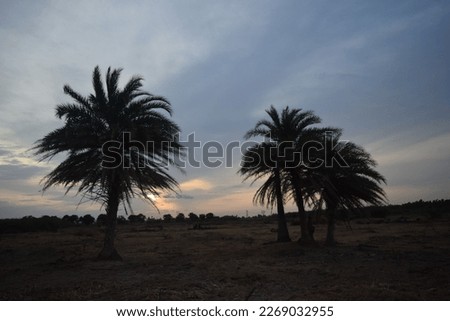 Beautiful nature sunset sunrise sunlight scenic landscape picture green tree silhouette shots capture blue sky clouds photography coconut water orange colour sky Banyan tree branches nature leaf image