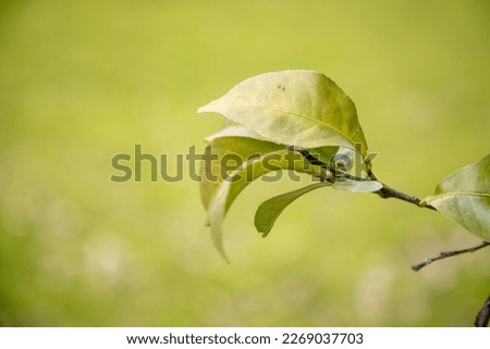 Simplicity in nature. Lemon tree leaves highlighted on the branch of the tree, with a blurred green background. Beautiful image for desktop background or outdoor. Copy space