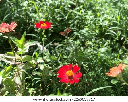 beauty red and orange zennia flowers at garden area in bali