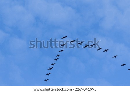 Group of migrating geese birds flying on blue sky Royalty-Free Stock Photo #2269041995