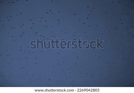 Flock of birds in dark blue sky, good photo for background