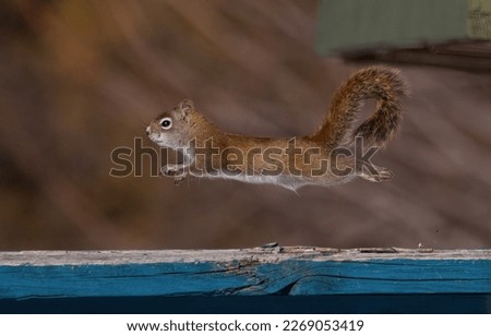A Red Squirrel Running Along a Fence