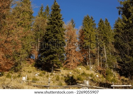 Autumn mountain landscape on a sunny day