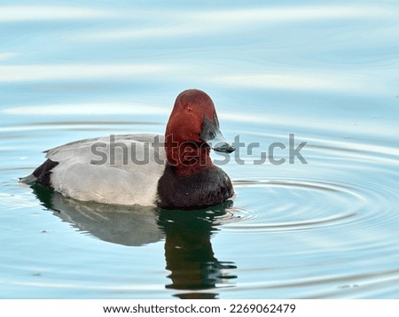Common pochard duck. Aythya Ferina 