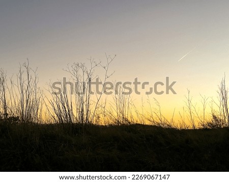 backlit vegetation at sunset on the beach