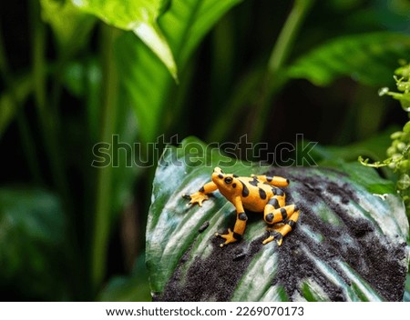 Panamanian golden frog on tropical leaf